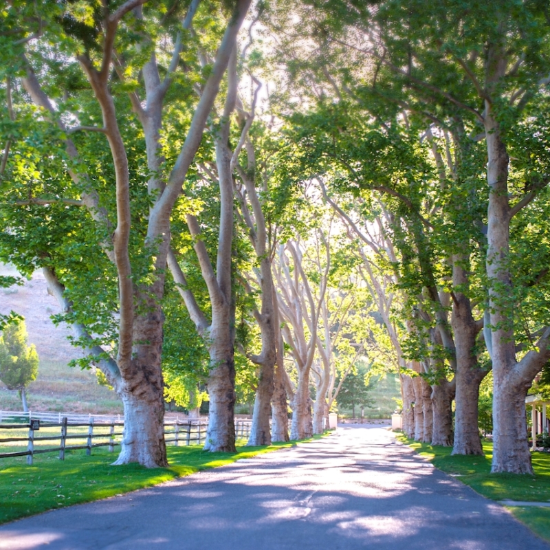 Road leading through trees at Alisal Guest Ranch
